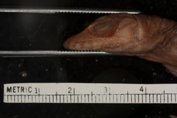 Media type: image;   Herpetology R-100113